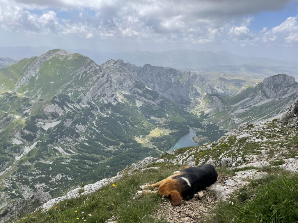 Hond met uitzicht vanaf Bobotov Kuk, hoogste berg van Montenegro, 