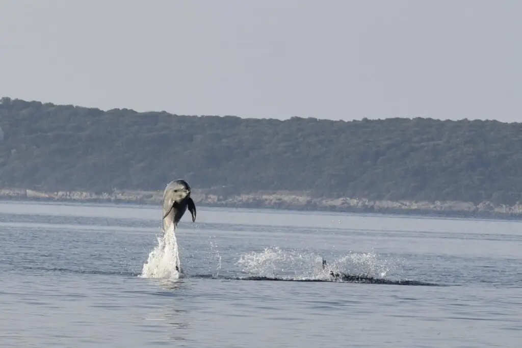 Springende dolfijn in Boka Bay