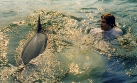 Man zwemt met dolfijn in Baai van Kotor in Montenegro